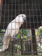 Cacatua alba