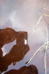 Branchinecta sandiegonensis