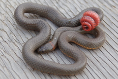 Diadophis punctatus similis