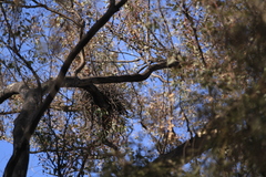 Accipiter ovampensis