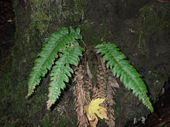 Polystichum californicum × munitum