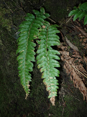 Polystichum californicum × munitum