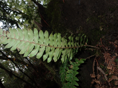 Polystichum californicum × munitum