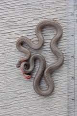 Diadophis punctatus similis