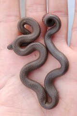 Diadophis punctatus similis