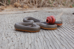 Diadophis punctatus similis