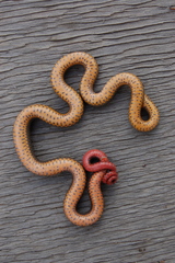 Diadophis punctatus similis