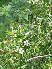 Leptospermum petersonii