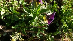 Viola × wittrockiana