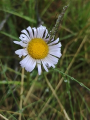 Brachyscome decipiens