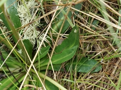 Brachyscome decipiens