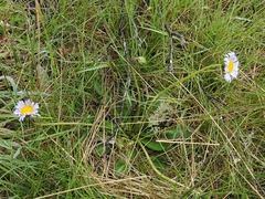 Brachyscome decipiens