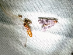 Coptotermes formosanus