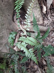 Blechnum parrisiae