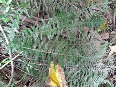 Blechnum parrisiae