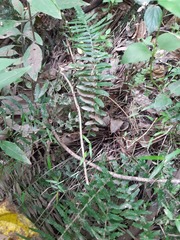 Blechnum parrisiae