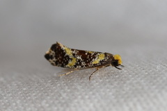 Monopis chrysogramma