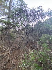 Arctostaphylos hookeri
