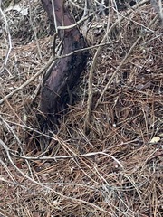 Arctostaphylos hookeri