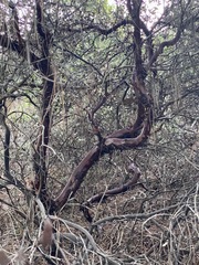 Arctostaphylos hookeri