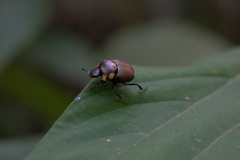 Canthon septemmaculatus