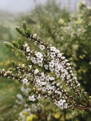 Epacris gunnii