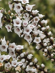 Epacris gunnii