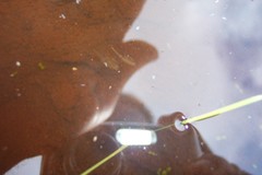 Branchinecta sandiegonensis