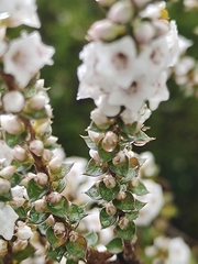 Epacris gunnii