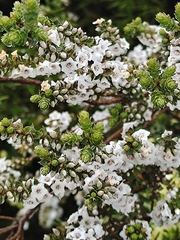 Epacris gunnii