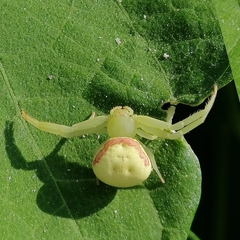 Misumenops callinurus