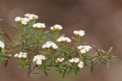 Ozothamnus thyrsoideus