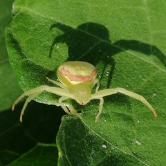 Misumenops callinurus