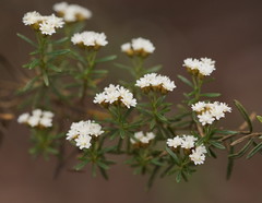 Ozothamnus thyrsoideus