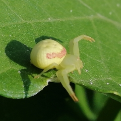 Misumenops callinurus