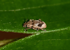 Eudiagogini