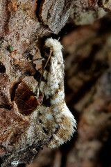 Nemapogon auropulvella
