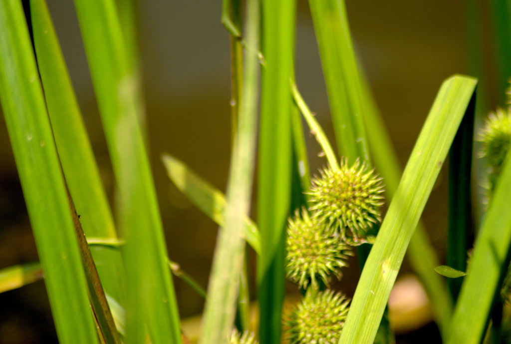 American bur-reed from Lake Allen, North Tract, Patuxent Research ...