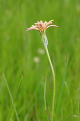 Agoseris parviflora