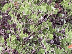 Arctostaphylos hookeri