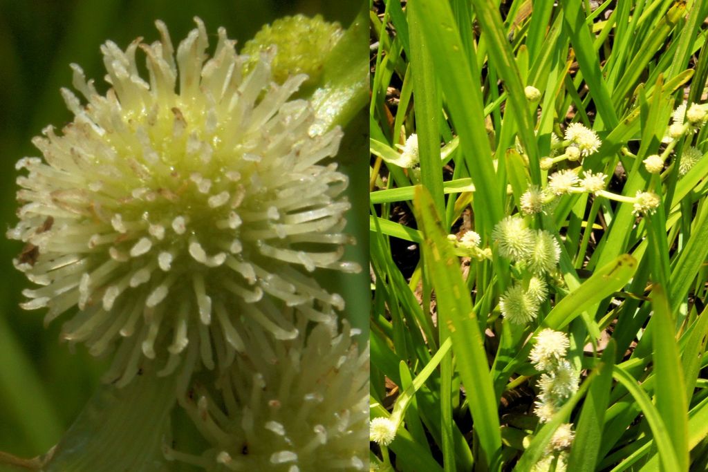 American bur-reed from Thomas Branch Swamp, North Tract, Patuxent ...