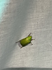 Xylonichus eucalypti