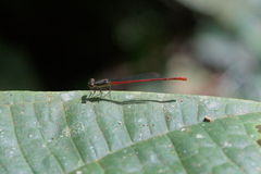 Telebasis digiticollis