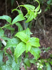Baccharis racemosa