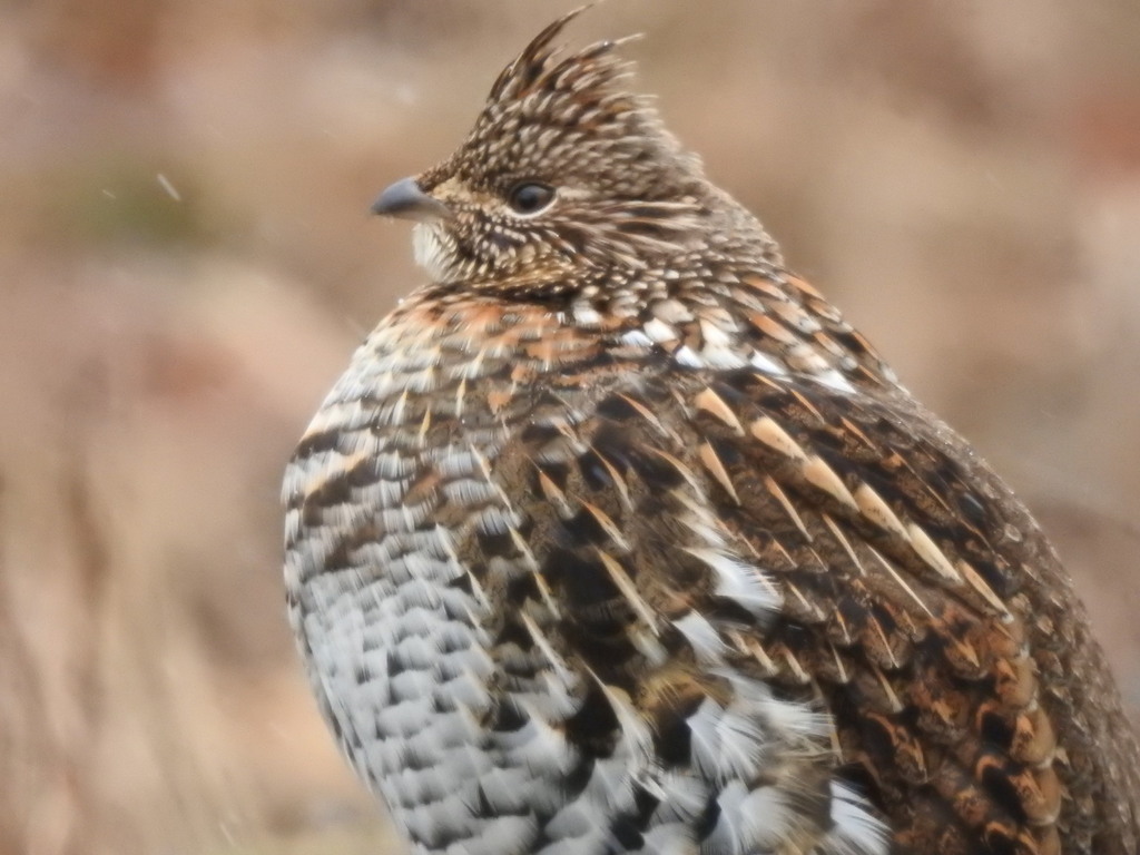 Hoary Ruffed Grouse