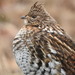 Ruffed Grouse - Photo (c) Alexis Godin, some rights reserved (CC BY), uploaded by Alexis Godin
