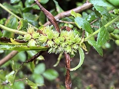 Baccharis racemosa