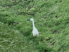 Egretta garzetta