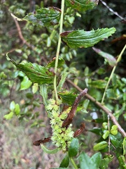 Baccharis racemosa