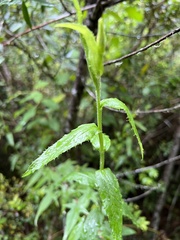 Baccharis racemosa